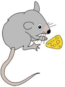 Mouse eating Cheese