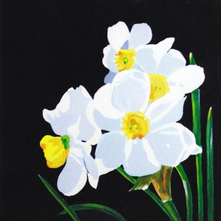 White Daffodils 12x12